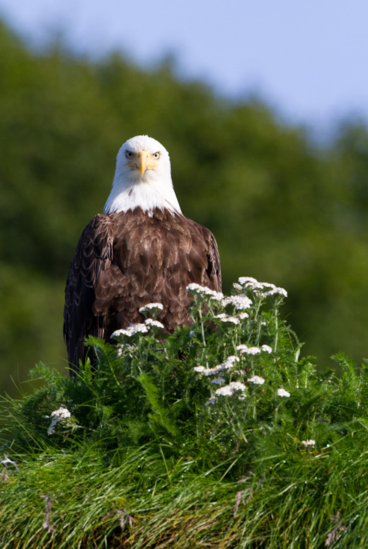 Bald Eagle